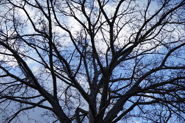 Giant trees molt in the dry season, beautiful silhouette of the branches and color of the sky as background 
