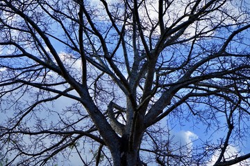Giant trees molt in the dry season, beautiful silhouette of the branches and color of the sky as background. - Image
