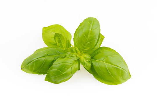 Fresh basil on white background