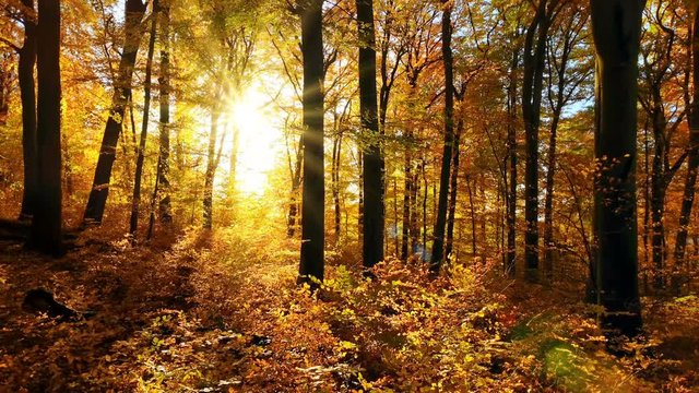 The sun casts beautiful rays into the autumn forest