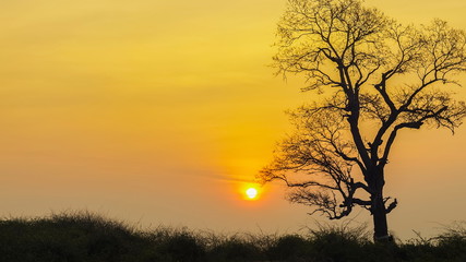Silhouette alone dry tree with many branches and yellow sun light in the sky background, sunrise at Laem Phak Bia, Phetchaburi, Thailand.