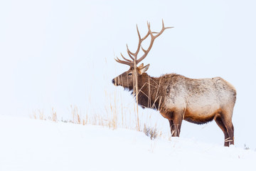 Elk or wapiti (Cervus canadensis), Yellowstone National Park, Wyoming, USA, America