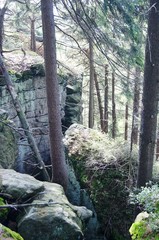 trees in forest and stones in Nationalpark Góry Stołowe