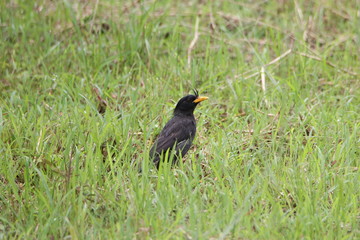 Bird on grass