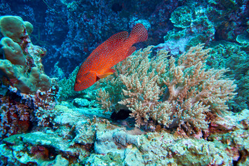 Coral Grouper