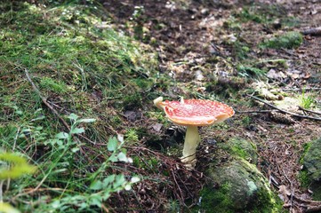 mushroom in forest in Poland in Góry Stołowe-