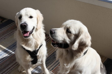 Adorable white fluffy golden retriver dogs