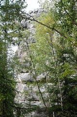 tree in forest,Góry Stołowe-
