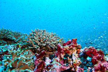 Fish on underwater coral reef
