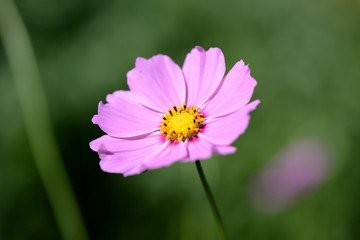 Obraz premium Cosmos beautiful flower in the garden lit by bright summer sun close-up