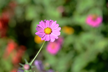 Fototapeta premium Cosmos beautiful flower in the garden lit by bright summer sun close-up