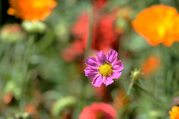 Cosmos beautiful flower in the garden lit by bright summer sun close-up