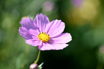 Obraz premium Cosmos beautiful flower in the garden lit by bright summer sun close-up