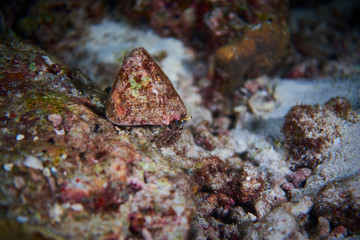 Fish on underwater coral reef