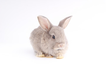 Obraz premium Baby adorable rabbit on white background. Young cute bunny in many action and color. Lovely pet with fluffy hair. Easter has rabbit as symbol celebration. Grey lovely rabbit.
