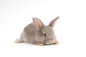 Baby adorable rabbit on white background. Young cute bunny in many action and color. Lovely pet with fluffy hair. Easter has rabbit as symbol celebration. Grey lovely rabbit.