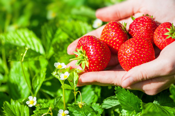 Fresh organic strawberries in the hands of a woman,.Elsanta variety, sweet and juicy in taste