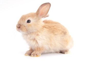 Baby adorable rabbit on white background. Young cute bunny in many action and color. Lovely pet...