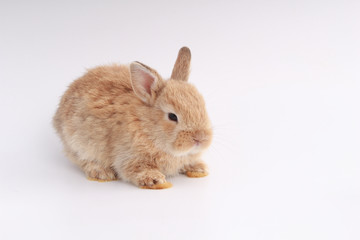 Baby adorable rabbit on white background. Young cute bunny in many action and color. Lovely pet with fluffy hair. Easter brown little baby rabbit.