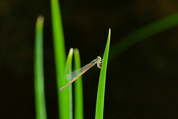 Dragonfly mini in nature.