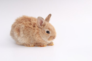 Baby adorable rabbit on white background. Young cute bunny in many action and color. Lovely pet with fluffy hair. Easter brown little baby rabbit.