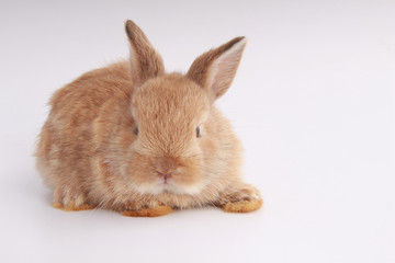 Baby adorable rabbit on white background. Young cute bunny in many action and color. Lovely pet with fluffy hair. Easter brown little baby rabbit.