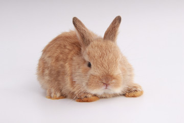 Baby adorable rabbit on white background. Young cute bunny in many action and color. Lovely pet with fluffy hair. Easter brown little baby rabbit.
