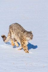 Snow leopard (Panthera uncia) © JUAN CARLOS MUNOZ