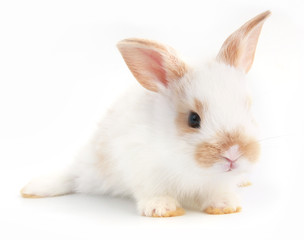 Baby adorable rabbit on white background. Young cute bunny in many action and color. Lovely pet with fluffy hair. Easter has rabbit as symbol celebration. White and brown dot rabbit