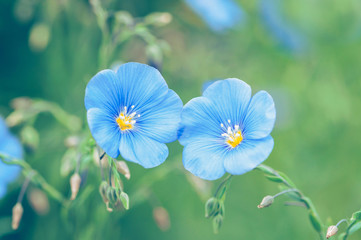 Two blue flax flowers on a green background, Linum usitatissimum