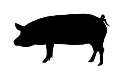 Schwein Silhouette