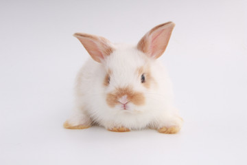 Baby adorable rabbit on white background. Young cute bunny in many action and color. Lovely pet with fluffy hair. Easter has rabbit as symbol celebration. White and brown dot rabbit
