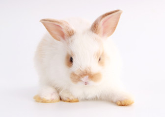 Obraz premium Baby adorable rabbit on white background. Young cute bunny in many action and color. Lovely pet with fluffy hair. Easter has rabbit as symbol celebration. White and brown dot rabbit