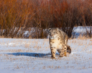 Snow leopard (Panthera uncia)