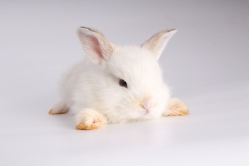 Baby adorable rabbit on white background. Young cute bunny in many action and color. Lovely pet with fluffy hair. Easter has rabbit as symbol celebration. Creamy white pink rabbit