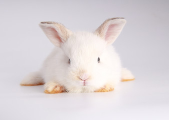 Baby adorable rabbit on white background. Young cute bunny in many action and color. Lovely pet with fluffy hair. Easter has rabbit as symbol celebration. Creamy white pink rabbit