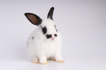 Baby adorable rabbit on white background. Young cute bunny in many action and color. Lovely pet with fluffy hair. Easter has rabbit as symbol celebration.