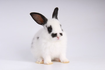 Baby adorable rabbit on white background. Young cute bunny in many action and color. Lovely pet with fluffy hair. Easter has rabbit as symbol celebration.