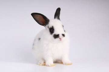 Baby adorable rabbit on white background. Young cute bunny in many action and color. Lovely pet...
