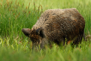 Wild boar in Kopački rit wetlands, Croatia
