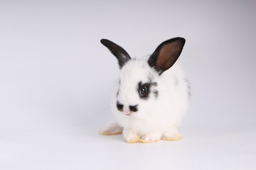 Baby adorable rabbit on white background. Young cute bunny in many action and color. Lovely pet with fluffy hair. Easter has rabbit as symbol celebration.