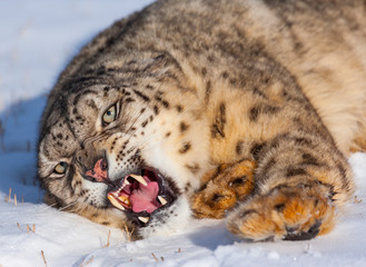 Snow leopard (Panthera uncia)