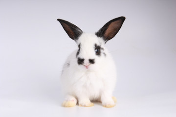 Baby adorable rabbit on white background. Young cute bunny in many action and color. Lovely pet with fluffy hair. Easter has rabbit as symbol celebration.