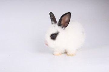 Baby adorable rabbit on white background. Young cute bunny in many action and color. Lovely pet with fluffy hair. Easter has rabbit as symbol celebration.