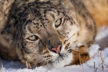 Snow leopard (Panthera uncia)