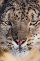 Fototapeta na wymiar Snow leopard (Panthera uncia)