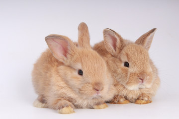 Obraz premium Baby adorable rabbit on white background. Young cute bunny in many action and color. Lovely pet with fluffy hair. Easter brown lovely small rabbit as twin