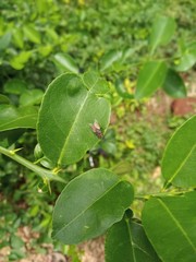 green leaves on tree