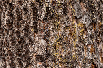 Wood texture of old tree trunk, close-up,  texture, background