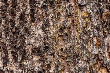 Wood texture of old tree trunk, close-up,  texture, background